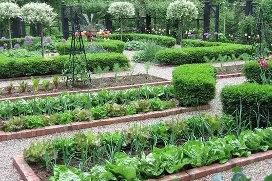 蔬菜花园